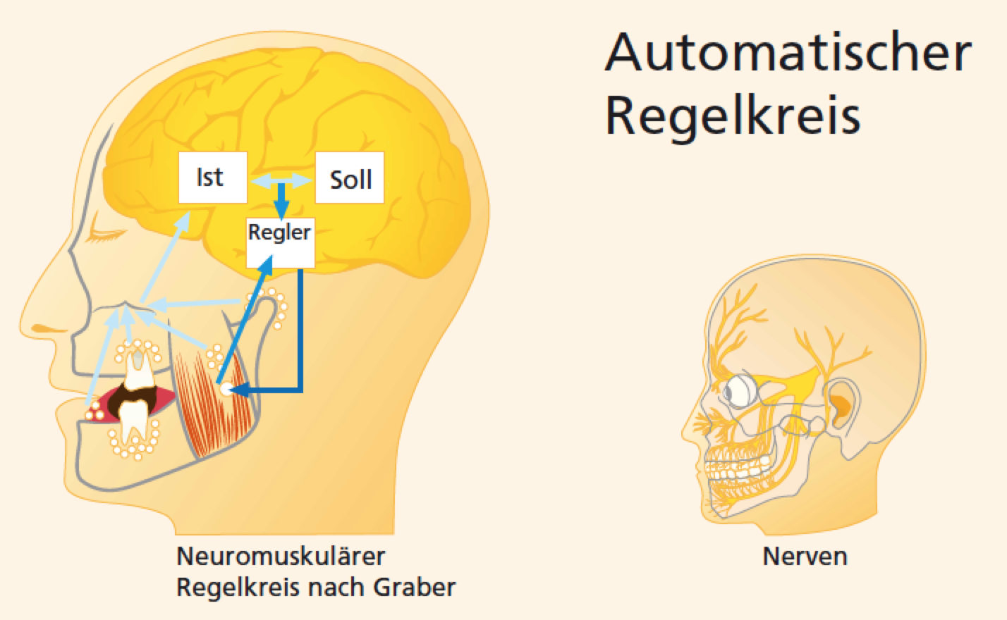 Das Gehirn steuert die Kaufunktion